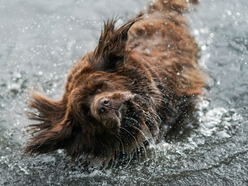 The Newfoundland's huge size is responsible for its most common health problem - a condition called Subvalvular Aortic Stenosis which decreases the blood flow to the heart causing cardiac arrest. They are another breed prone to hip and elbow dysplasia.