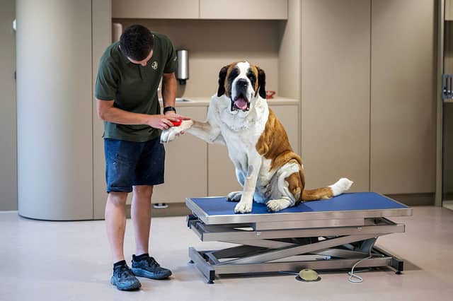 Some dogs are more likely to need a trip to the vet than others.