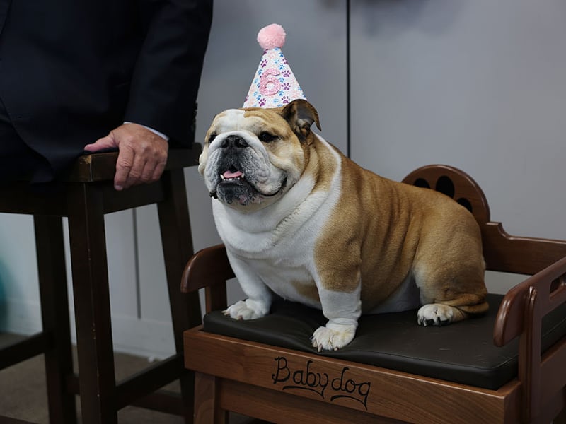 English Bulldogs struggle with the same flat-face issues as the smaller Pug (and their close cousins the French Bulldog). They also can become obese quite easily, can suffer from allergies and commonly get skin infections in their skin folds. 