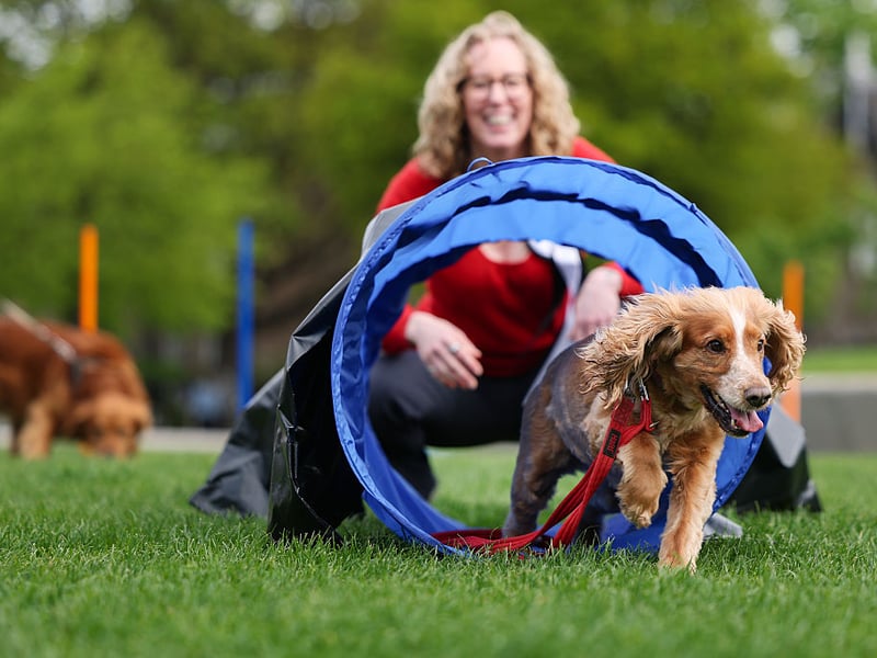 Owners of friendly and loyal Cocker Spaniels should be aware that their pet is susceptible to a range of health issues, including a variety of orthopaedic issues, epilepsy, heart disease and liver disease.