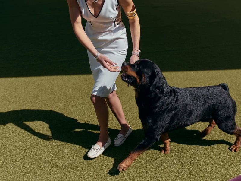 Rottweilers are another breed predisposed to developing hip and elbow dysplasia so it's a good idea to keep an eye on how they are walking. This breed can also develop a degenerative bone disorder called osteochondrosis, arthritis, epilepsy and bone cancer.