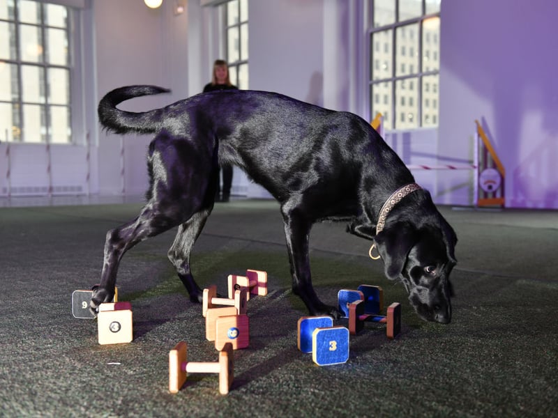 The UK's favourite breed of dog comes with its own list of health issues to look out for. Sadly they develop cancer more often than other breeds, can suffer from elbow and shoulder dysplasia, as well as muscular dystrophy which attacks the muscles. Be careful of the amount your pet exercises too - Labs are prone to exercise-induced collapse if they get too excited.