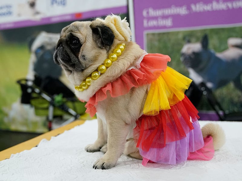 Pugs are brachycephalic dogs (flat-faced) meaning they are liable to develop health issues that others are not - particularly breathing problems. These bundles of fur can also have problems with dermatitis and eye infections.