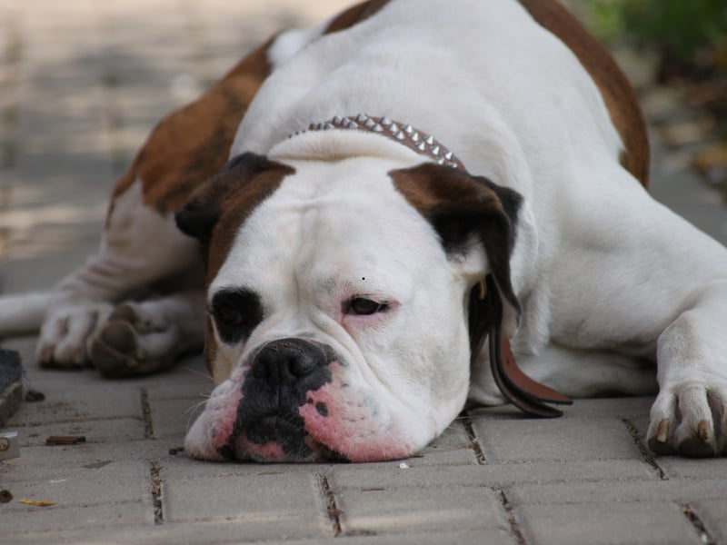 The Boxer's cute short snout may look cute but, combined with its excitable nature, it means this dog is particularly susceptible to heatstroke. They are also known to have a high cancer risk, with a predisposition to lymphoma and brain tumors. Cardiomyopathy, hip dysplasia, and allergies can also be issues to look out for. 