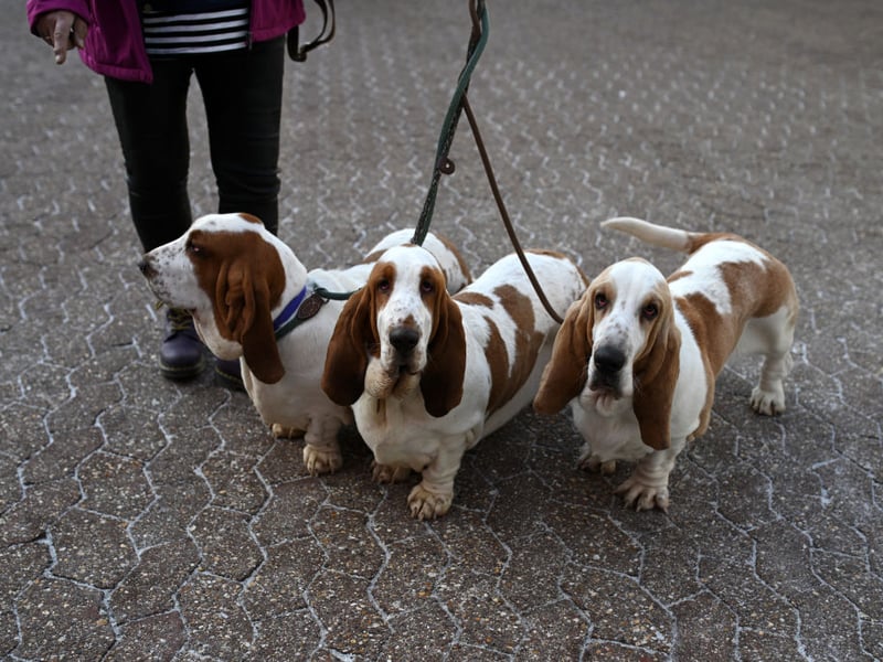 Basset Hounds are utterly adorable but are prone to a range of joint issues, digestive issues including bloating and the serious blood clotting condition Von Willebrand. Taking out health insurance on this breed is essential and regular vet visits for checkups recommended.