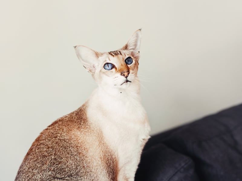Closely related to Siamese, Oriental Shorthairs are similarly  lively and inquisitive. They enjoy climbing heights and investigating everything, thriving in environments where they receive regular stimulation and companionship.