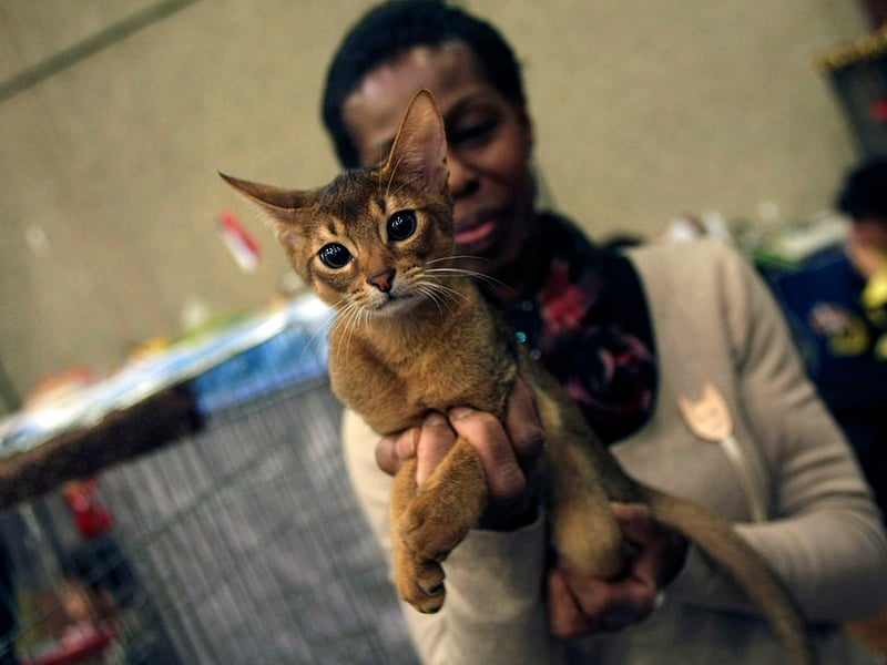 Adorable Abyssinians are eternally curious and rarely sit still. Their natural inquisitiveness means that they are always busy exploring and they are known as one of the most playful domestic breeds.