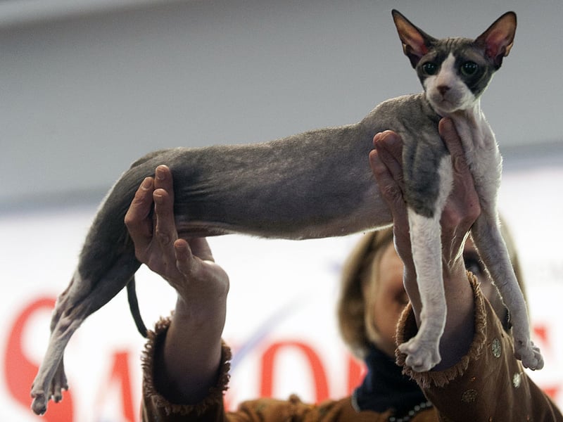Many Cornish Rex cats are eternal kittens - never losing their playfulness. They are speedy and agile with their light frame perfect for constant motion.