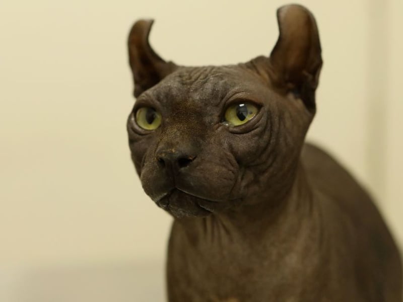 Egyptian Maus are one of the fastest breeds of domestic cats. - watch out mice! Their natural agility and hunting instincts drive bursts of activity, making them playful, alert, and constantly ready to chase or explore.