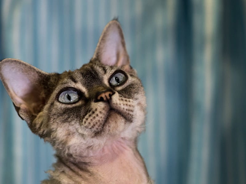 Devon Rex cats are mischievous and energetic, often leaping and climbing - including on their owner. They bond closely with humans and stay active through play, curiosity, and a desire to be involved in everything happening ALL THE TIME.