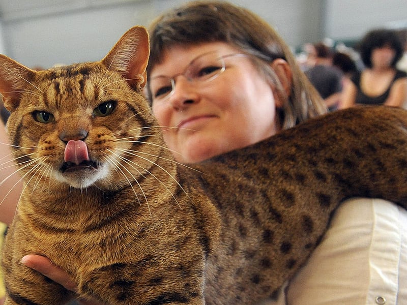 Named after its resemblance to the wild Ocelot, the Ocicat is actually 100 per cent domesticated - created by mixing  Siamese, Abyssinian, and the American Shorthair. 
They are as athletic and energetic as any wildcat though, needing regular physical and mental stimulation to prevent boredom and restlessness.