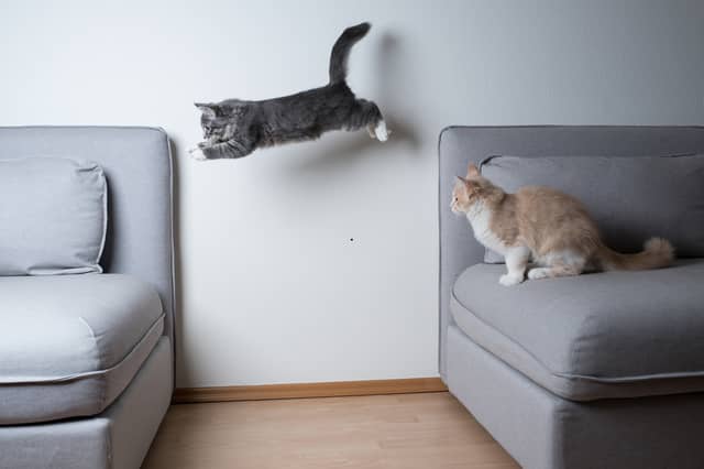 Some cat breeds are more active than others.