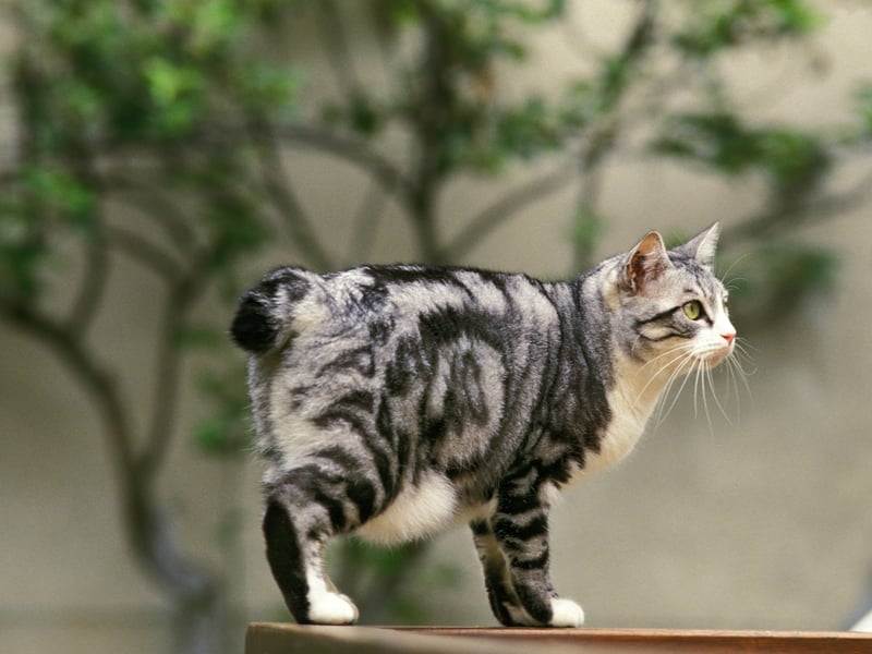 No prizes for guessing how the Japanese Bobtails got its name! These feline friends are lively and playful, enjoying games like fetch - much like a dog. Their sociable personality and intelligence keep them constantly 'on'.