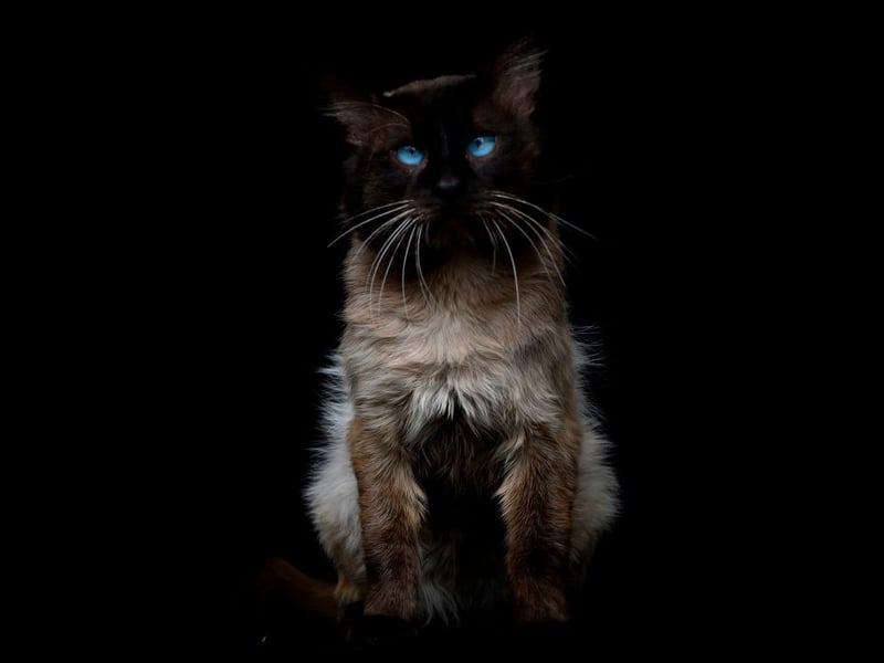 Siamese cats are noisy, nosy, social, and energetic. These are cats that need constant interaction, and become restless without engagement. Good luck working from home with one of these cats around - they will provide constant distractions due to their antics.