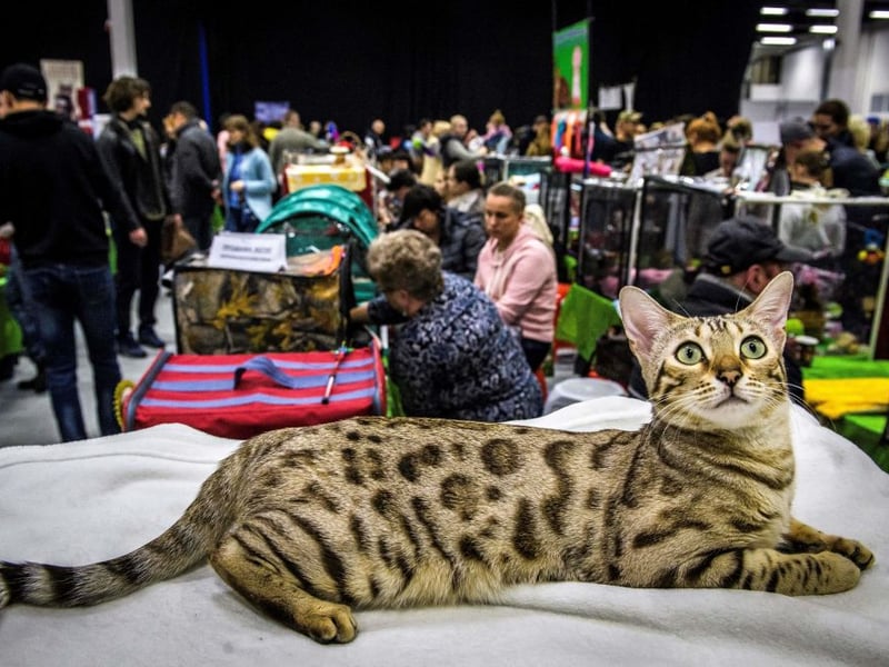 Bengals are extremely active due to their wild ancestry - they were bred by crossing domesticated cats with Asian leopard cats - and high intelligence. They need constant stimulation to remain happy and healthy - loving to climb and run. This is a cat that will explore every inch of their environment.