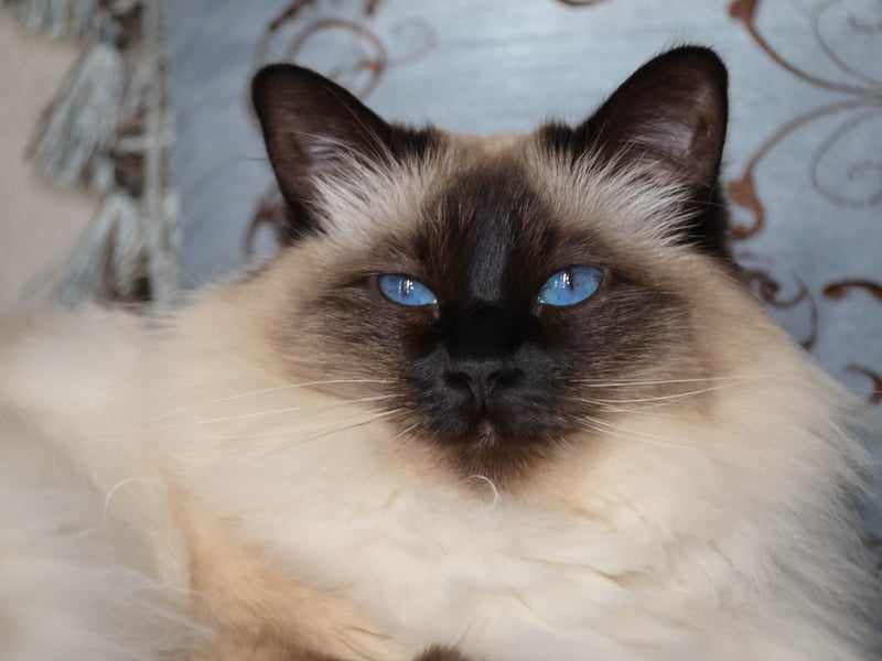 Balinese cats combine elegance with high energy. Closely related to Siamese, they are playful, vocal, and intelligent, needing frequent engagement to satisfy their active and curious nature.