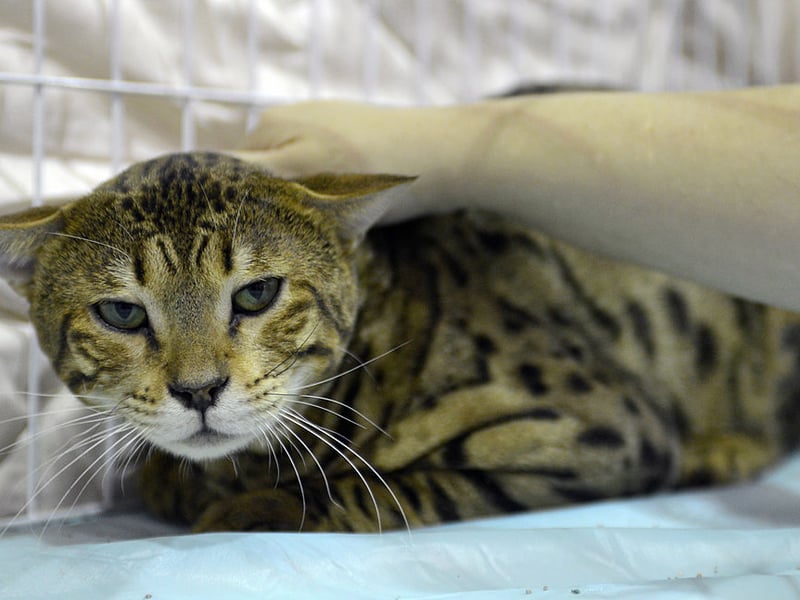 Savannah cats are another breed that inherit their near-endless energy from their wild lineage - they were bred fro wild African Serval cats. These impressive jumpers actually behave more like a highly active dog - so you'll be needing plenty of space.