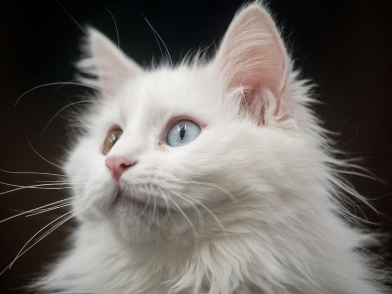 Turkish Vans are a muscular breed of cat making them natural athletes - aside from the usual catty jumping, climbing and running they are also talented swimmers and love playing in and around water.