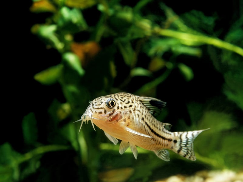 It's always good to have a helping hand with cleaning your tank and that's exactly what the Corydoras Catfish offers. It's a bottom feeding species that will happy clean up any food that has dropped to the bottom of the tank. Native to South America and Central America, they get on very well with other species of fish and are rarely aggressive.