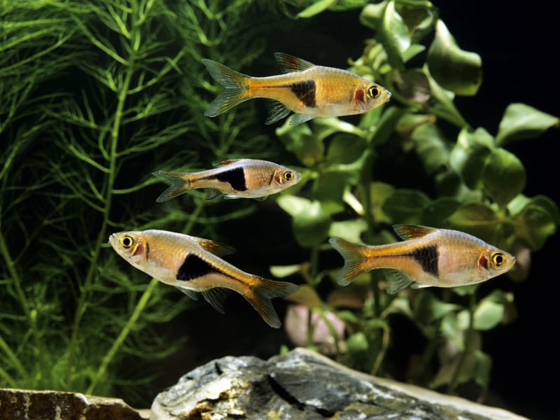 The colourful Harlequin Rasbora is a native of Southeast Asia is a small fish that will form a dazzling shoal in your aquarium. Get up to 10 of them - they get on well with everyone and are happy to just eat basic fish flakes.