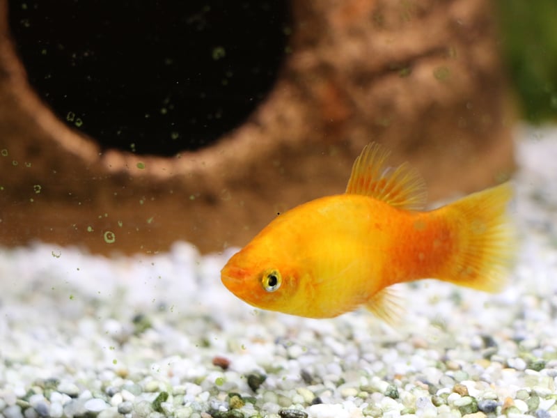 From the same family as the Guppy - and equally easy to keep - Mollies can be differentiated by their body shape and smaller tail. Widespread across the Americas, the Molly can come in a variety of colours, with black and orange being among the most popular with aquarium owners. 