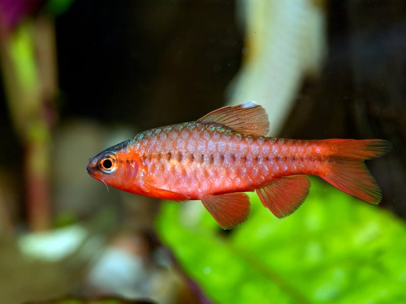 Another schooling fish, you'll want a minimum of six Cherry Barb in your tank to keep them happy. Native to Sri Lanka, keep the ratio at two females to every male to maintain a healthy hierarchy. It's easy to tell the difference as the male is deep red, compared to the female's browny red colour.