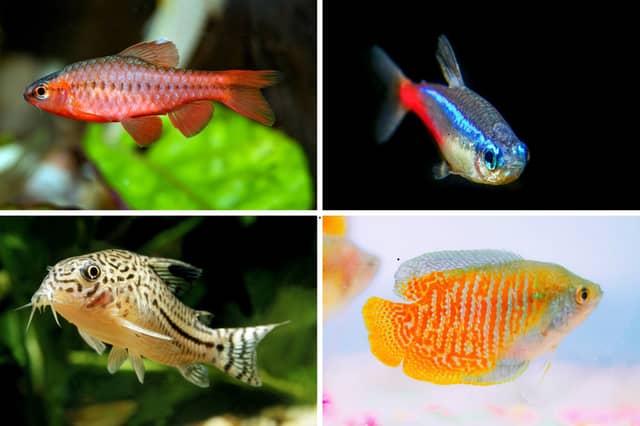 Four low maintenance breeds of tropical fish.