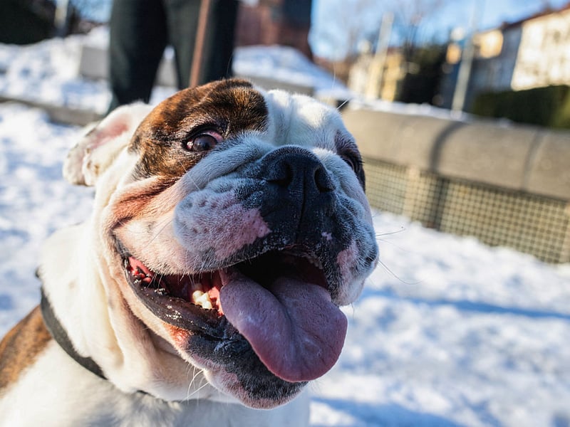 Bulldogs aren't built for exercise - getting hot and tired easily. They'd far rather sneak up onto your bed for some shut-eye.