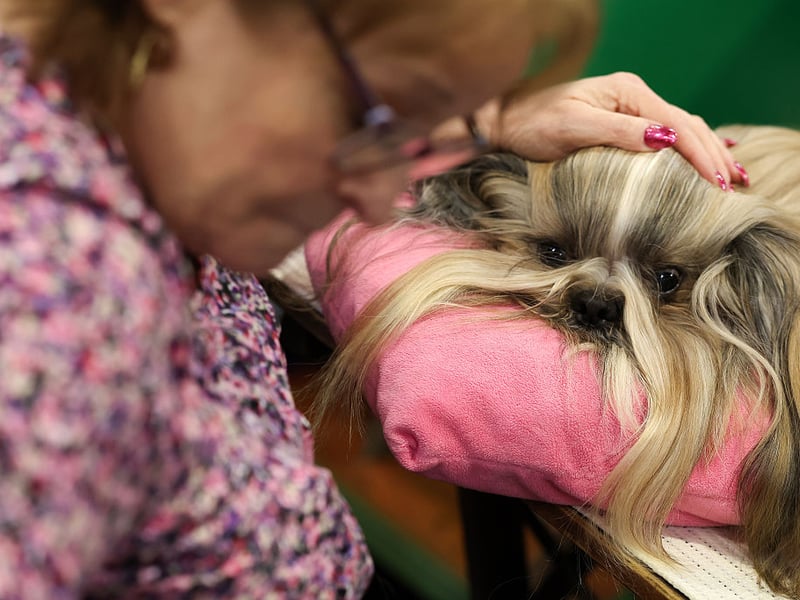 Bred as companion dogs, Shih Tzus are happiest relaxing indoors. They enjoy brief play sessions but prefer comfort, attention, and lounging - preferably on their beloved owner. This makes them ideal for owners seeking calm, low-energy pets.