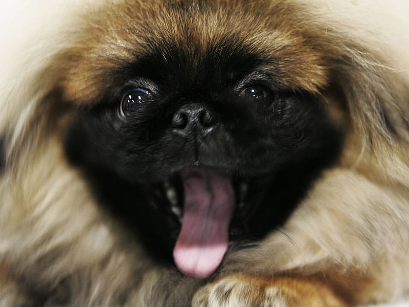 Originally bred for royalty, Pekingese dogs enjoy luxury and relaxation. They dislike strenuous activity, preferring to lounge comfortably and move only when necessary, maintaining their dignified, laid-back demeanor at all times.