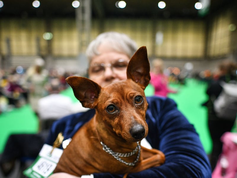 Most small dogs are pretty lively, but the Miniature Pinscher is a diminutive breed that can get most of its exercise without leaving home, before curling up for some serious napping.