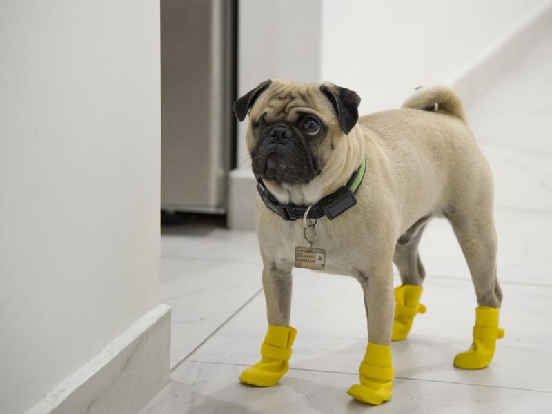 Compared to the other dogs on this list, the Pug is actually quite lively. Because of their tiny size though, by the time they've reached the front door they'll already be exhausted.