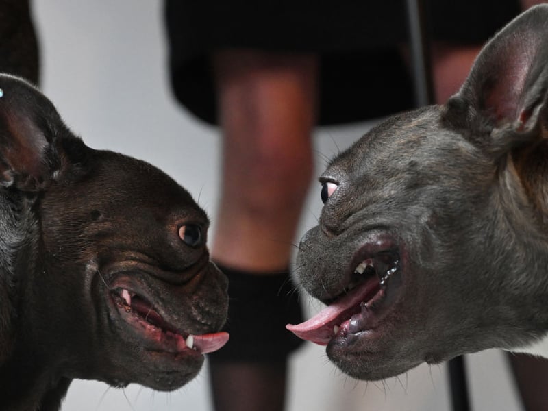 Perfectly-designed for lounging around the house, the French Bulldog won't thank you for a big long walk every day.