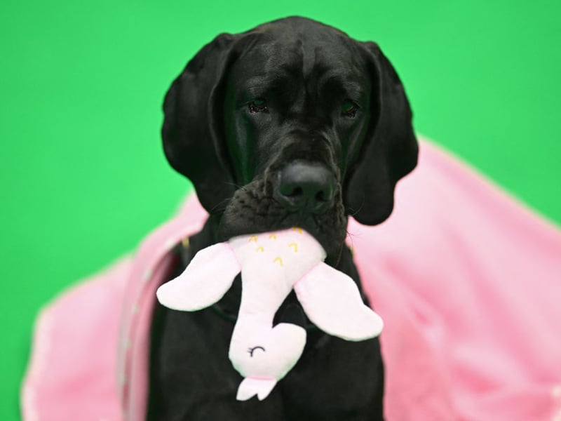 Great Danes are as lazy as they are huge. A quick trot around the block and they'll be ready to lie on a rug for a few hours.