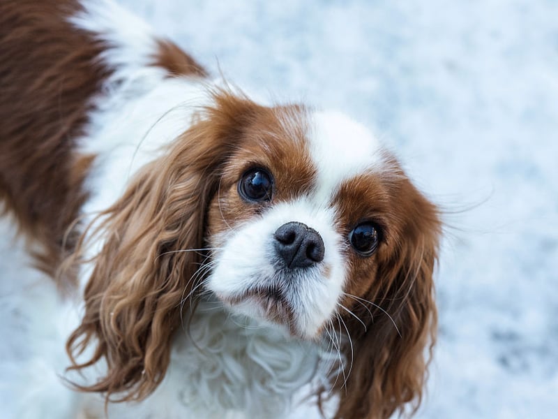 A couple of laps of the living room is often enough exercise for a Cavalier King Charles Spaniel - then a quick nap on the couch to recover.