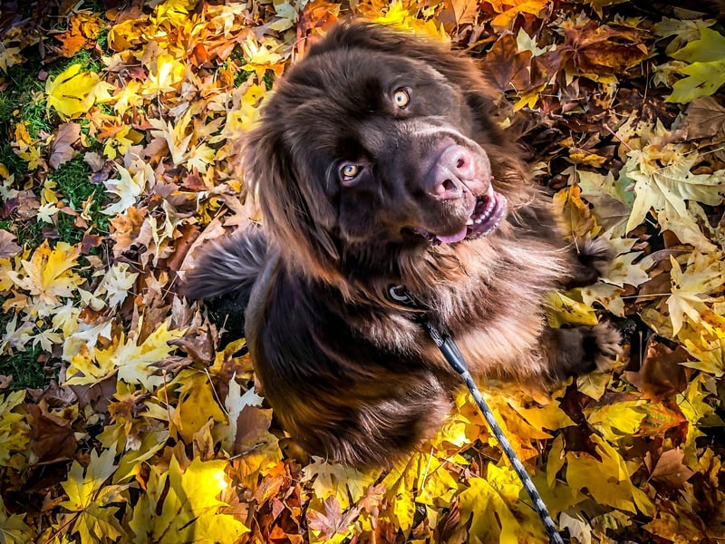 Perhaps the ultimate in canine couch potatoes, Newfoundlands will only excercise if it's really needed - it takes a lot of energy to move a body as big and theirs.