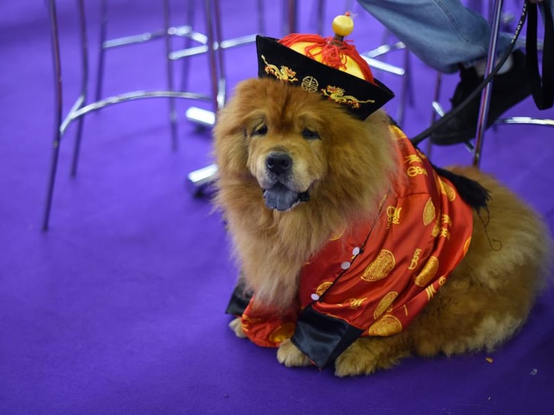 Permanently sleepy, according to the American Kennel Club if left to its own devices the Chow Chow will only be active for 43 minutes a day.