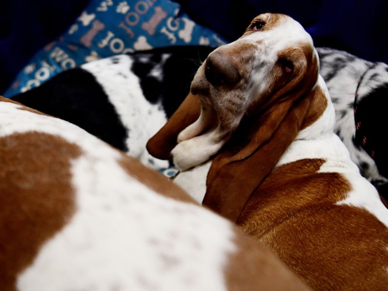 Bassett Hounds are just as lazy as they look - a big body and short legs aren't a great combination for running around a park or chasing a ball.