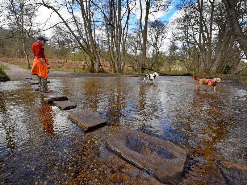 Sherbrook Stepping Stones on Cannock Chase