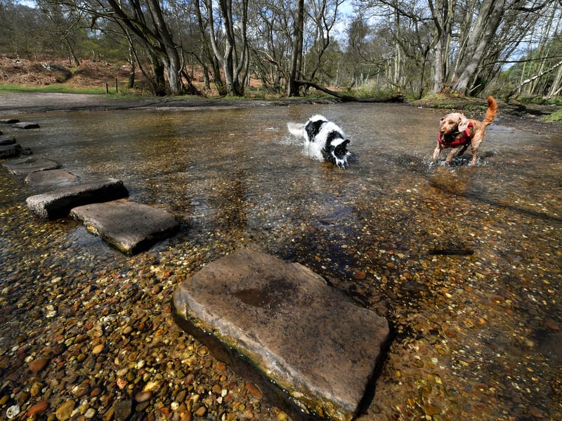 Sherbrook Stepping Stones on Cannock Chase