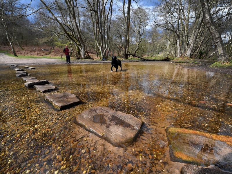 Sherbrook Stepping Stones on Cannock Chase