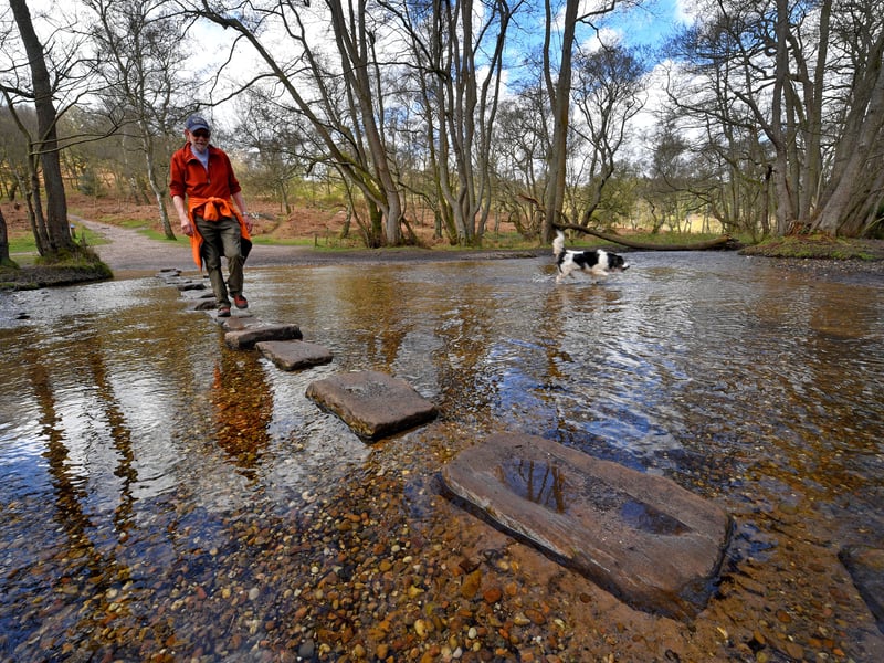 Sherbrook Stepping Stones on Cannock Chase