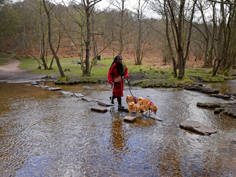Sherbrook Stepping Stones on Cannock Chase