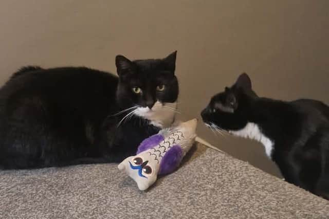 Alison's younger cat Eric attempts to make friends with Ozzie after his return.