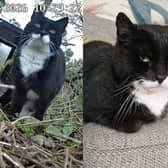 Sheffield cat Ozzie has been reunited with his owner Alison Green after he was found living stray near Meadowhall more than two years after going missing.