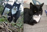 Sheffield cat Ozzie has been reunited with his owner Alison Green after he was found living stray near Meadowhall more than two years after going missing.