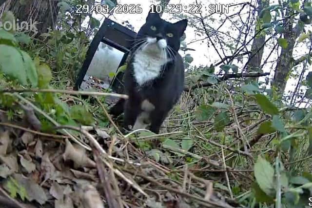Ozzie was living behind a barrier in the nature trail area next to Meadowhall, Sheffield.