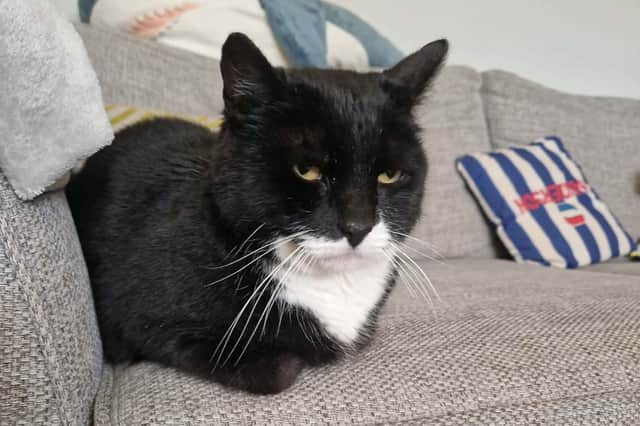 Ozzie has reclaimed his usual spot on the sofa in his Stocksbridge home.