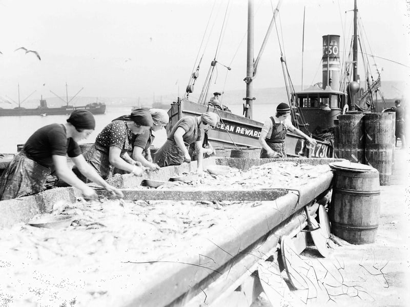 Shetland fisher lasses cleaning herrings on the quayside in Lerwick in October 1956