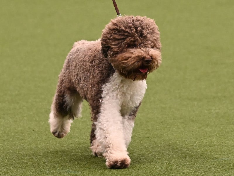 The distinctively curly-haired Lagotto Romagnolo has seldom been more popular with 304 registered with the Royal Kennel Club in 2025. That's an increase of 58 on the year before.